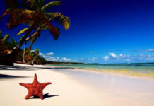 A starfish on white sand with palm trees and clear blue sky at the tropical beach