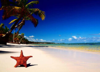 A starfish on white sand with palm trees and clear blue sky at the tropical beach