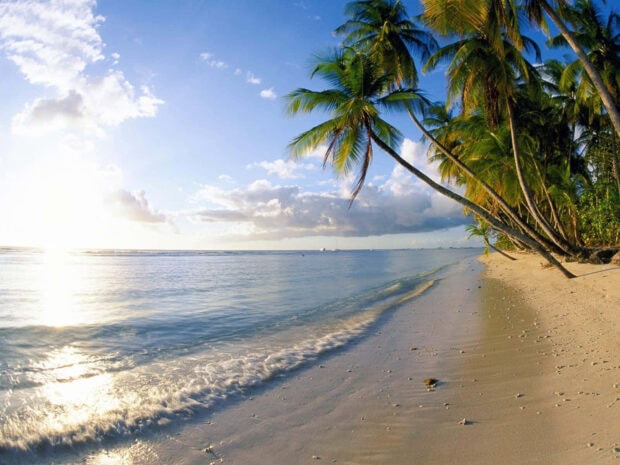 A tropical beach with palm trees and clear water during summer