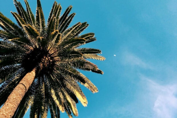 Tall palm tree with clear sky during summer