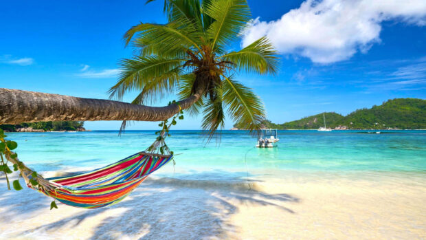 A tropical palm tree with a hammock on a peaceful beach during summertime