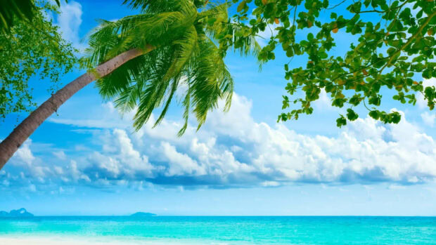 Palm tree and tropical leaves with ocean under a bright blue sky on a summer day