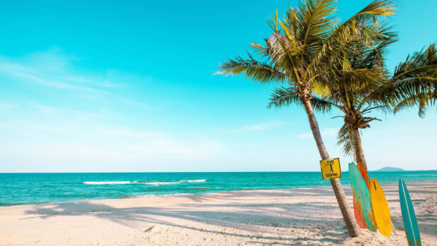 Palm trees and surfboards on a sandy beach with a clear blue sky in summertime