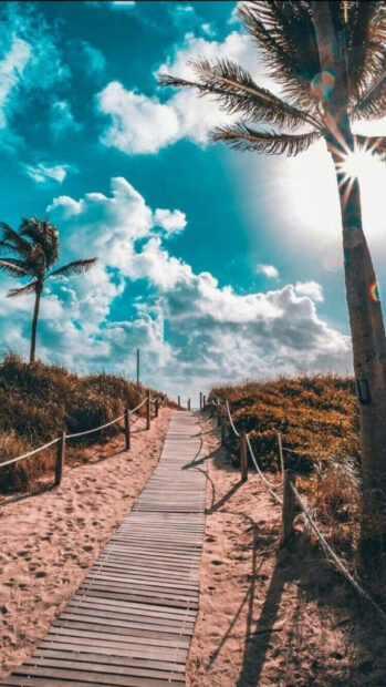 A sandy pathway leads through coastal vegetation under a bright blue sky with palm trees