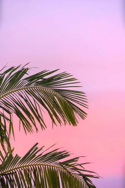 Green palm leaves with a pink and purple sky in summertime