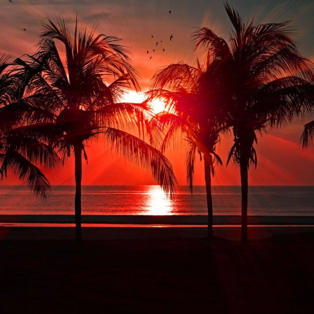 Silhouettes of palm trees at a red sunset over the calm ocean beach