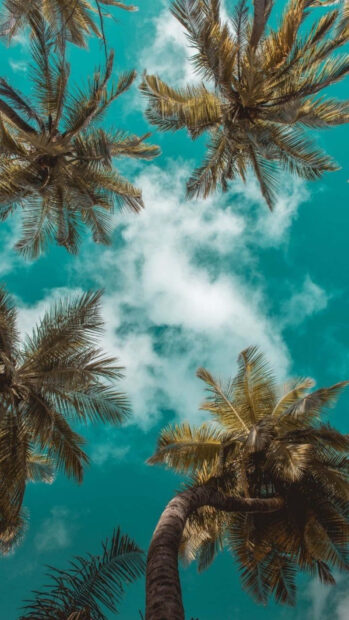 Tall palm trees under a clear sky with fluffy clouds in summertime