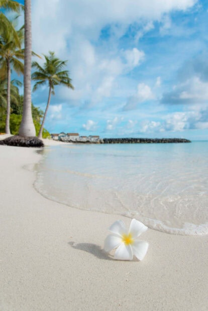 White plumeria flower on sandy beach during summertime