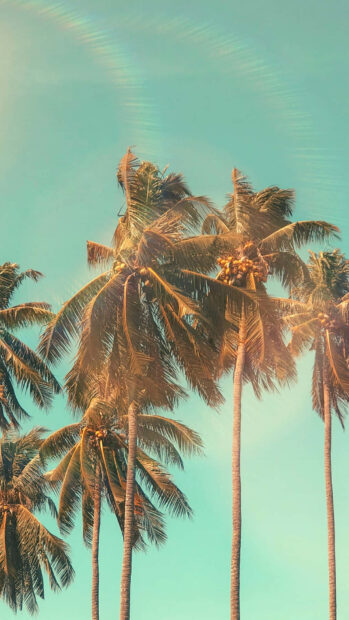 Tall coconut trees under a clear blue sky in summertime