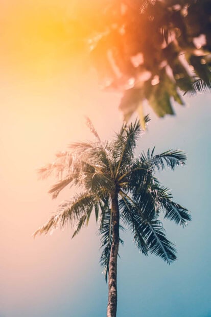 Tall palm tree under warm sunlight during summertime
