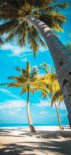 Tall palm trees on a tropical beach with clear blue sky and white sand