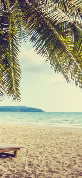 Tropical palm trees and sandy beach landscape during summertime