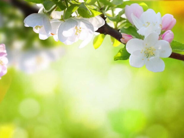spring flowers