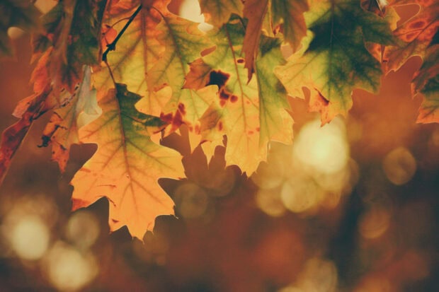 Autumn leaves display vibrant colors, glowing on branches against a soft, sun-dappled background