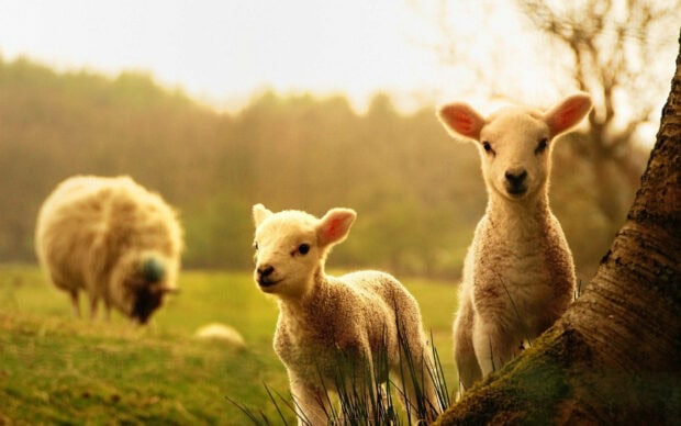 Two fluffy young lambs stand alert by a tree trunk as an adult sheep grazes peacefully in the soft golden light of a sunlit pasture