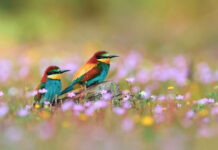 Two vibrant bee-eaters perch on a log, surrounded by small purple blossoms blooming across a soft green meadow