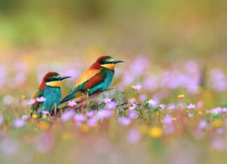 Two vibrant bee-eaters perch on a log, surrounded by small purple blossoms blooming across a soft green meadow
