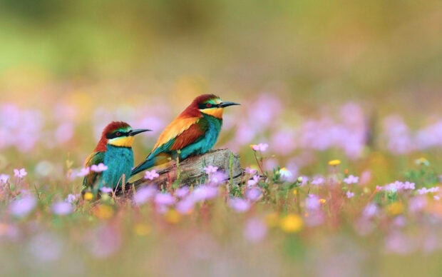 Two vibrant bee-eaters perch on a log, surrounded by small purple blossoms blooming across a soft green meadow