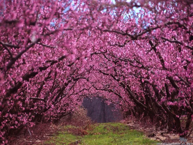 Trees in full pink bloom create an immersive tunnel, their branches weaving overhead to form a natural archway