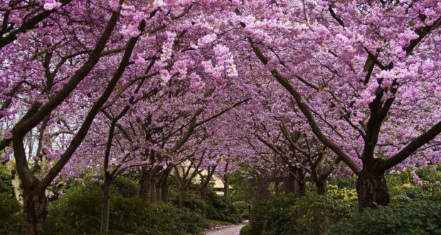 A winding path extends beneath an archway formed by blossoming trees draped in lavender petals