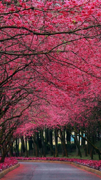 Lush pink tree blossoms form a dense archway, completely covering a winding path below
