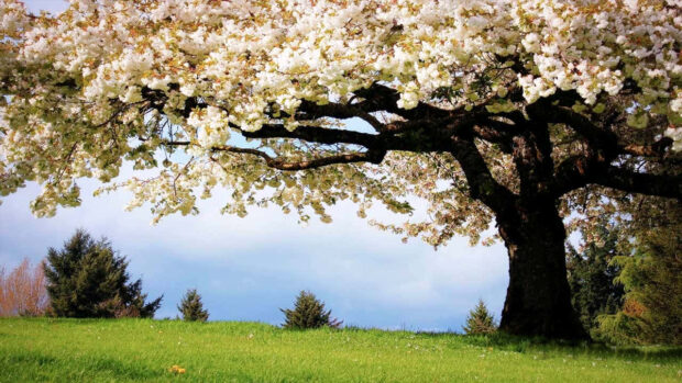 spring flowers
