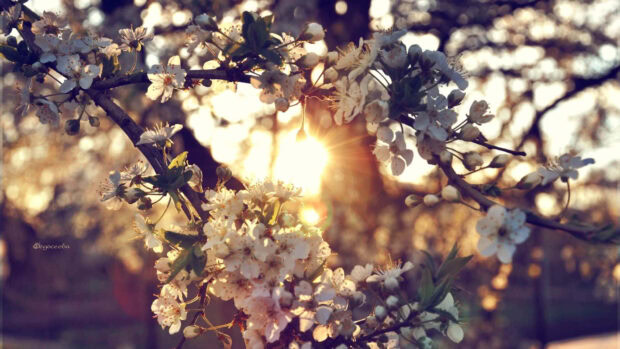 Delicate white blossoms emerge on tree branches, bathed in golden sunlight with a warm lens flare