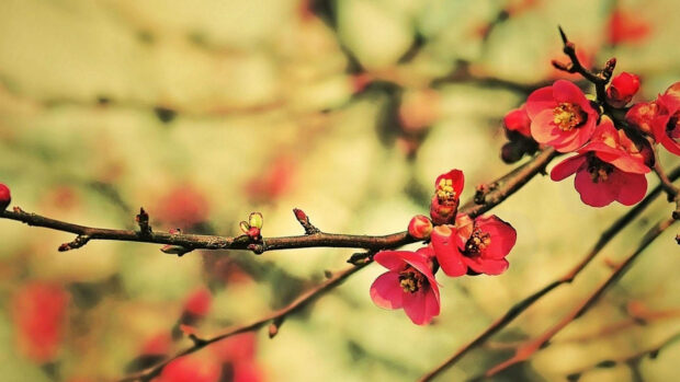 Bare tree branches emerge, small red blossoms bud with delicate petals against a warm, blurred background
