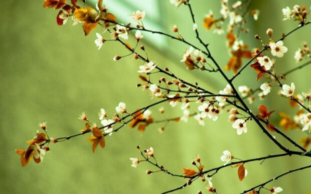 Delicate tree branches extend across the frame, bearing tiny white flowers and emerging light brown leaves against a soft green backdrop