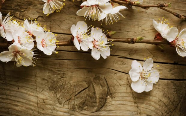 White cherry blossoms lie scattered on weathered wooden planks, their delicate petals contrasting with the textured grain of the surface, presented in 1920x1200 detail