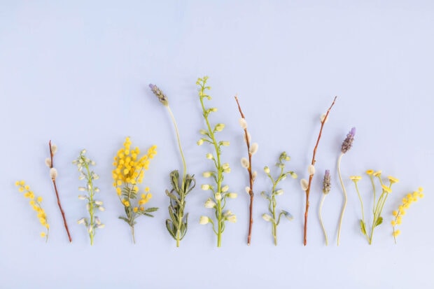 Various botanical stems and branches, including pussy willow and mimosa, lay horizontally arranged on a soft light blue background