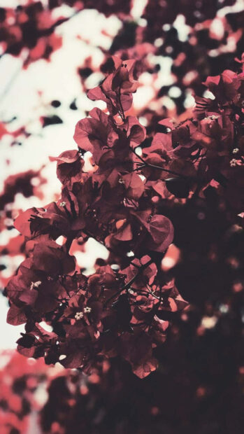 Clusters of dark red bougainvillea flowers bloom on branches, standing out against a soft, out-of-focus background