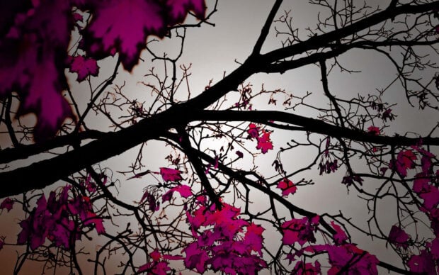 Stark tree branches create a dramatic silhouette against a bright hazy sky, with a few magenta leaves clinging on, illuminated from behind