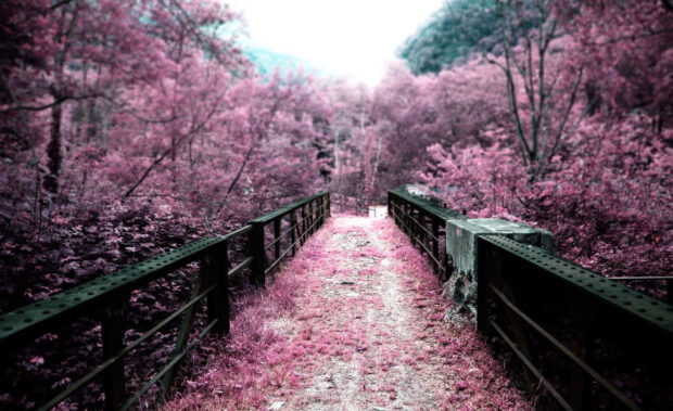 An old metal bridge extends through a surreal landscape where trees and ground are covered in vibrant magenta foliage, leading towards a bright, distant light