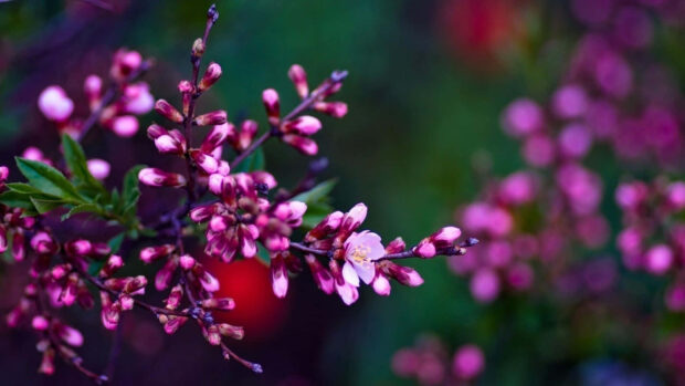 Tiny pink flower buds cluster along a slender branch, with one blossom beginning to unfurl its petals