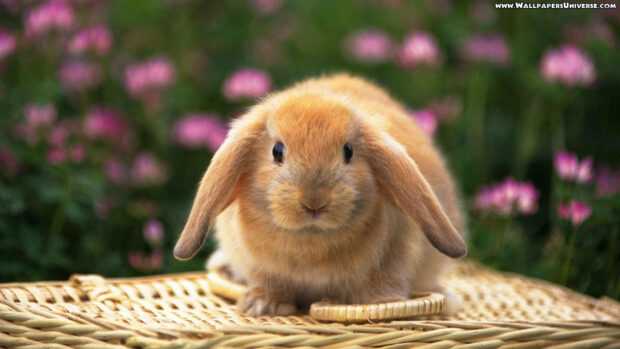 Lop-eared rabbit rests on a woven hamper amidst vibrant garden blossoms