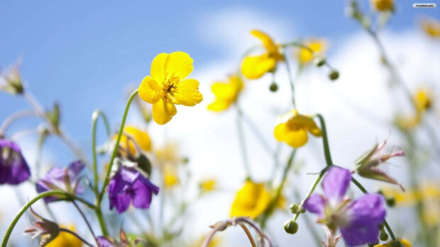 Yellow buttercups and purple wildflowers stand tall against a serene blue sky, gently swaying in the breeze