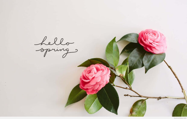 Two vivid pink camellia flowers blossom on a leafy branch against a clean white backdrop