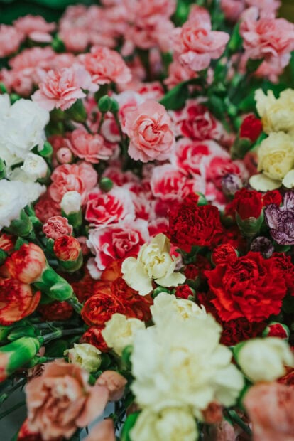 Various colored carnations display abundant petals, creating a vibrant floral tapestry