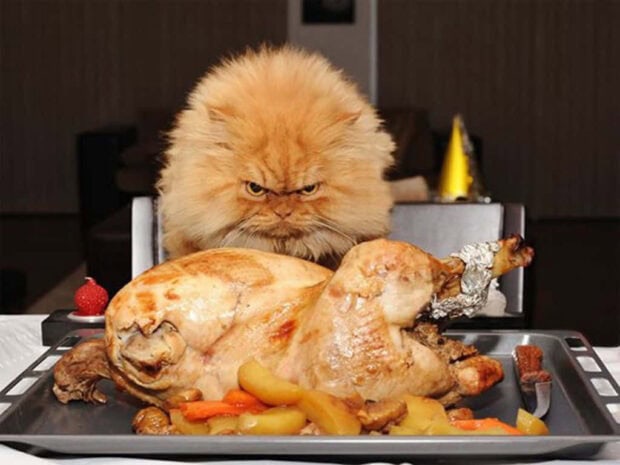 Fluffy orange cat intensely watches a golden roasted turkey on a serving platter with vegetables