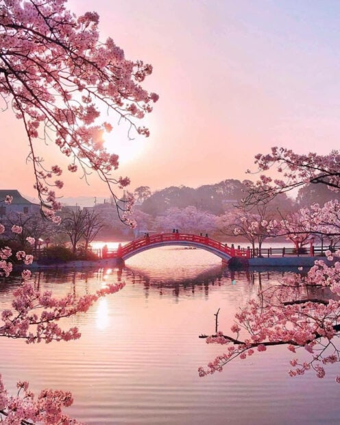 Cherry blossoms frame a tranquil lake reflecting a red arched bridge under a soft pink sunset sky