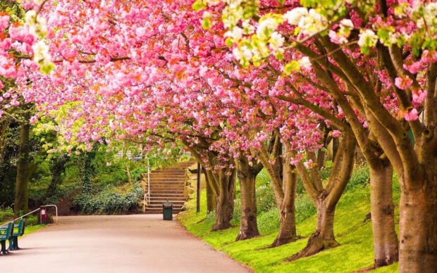 Cherry blossom trees line a winding path through a vibrant park, adorned with pink and white petals