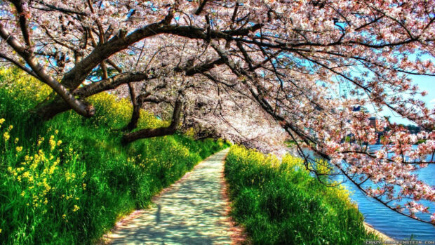 A winding path extends alongside a river, bordered by blooming cherry trees and vibrant green grass with yellow wildflowers