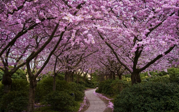 Cherry blossom trees arch over a winding stone path, forming a vibrant pink tunnel through lush greenery