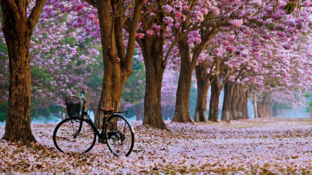 Bicycle rests against tree trunk, pink blossoms carpet a serene pathway