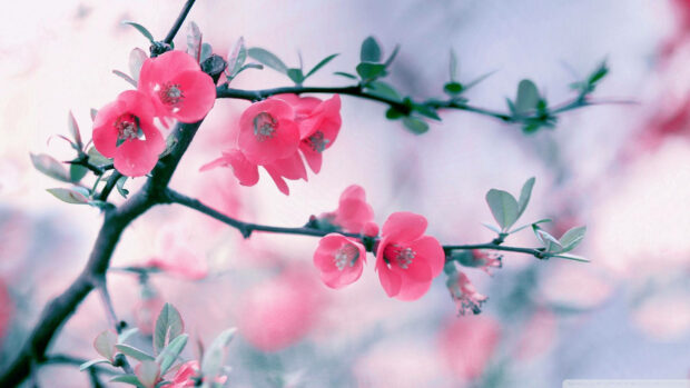 Pink blossoms unfurl along a slender branch, contrasting with a soft, pastel backdrop