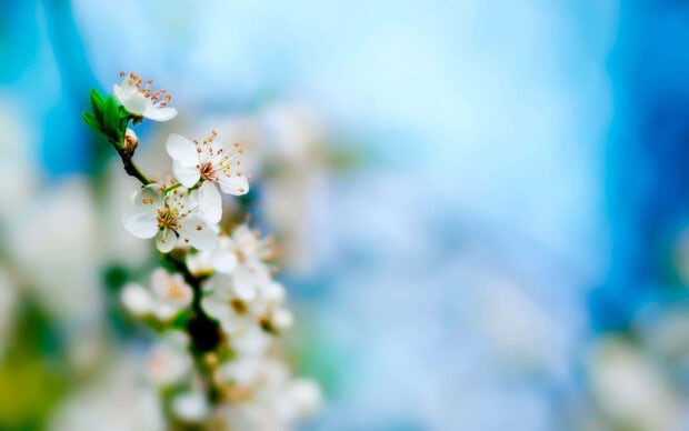 Delicate white blossoms emerge on a branch, blurring against a serene blue backdrop