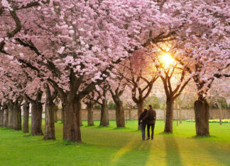 Couple walks arm-in-arm along a grassy path beneath an archway of pink cherry blossom trees, backlit by a setting sun