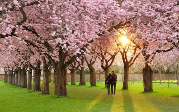 Couple walks arm-in-arm along a grassy path beneath an archway of pink cherry blossom trees, backlit by a setting sun