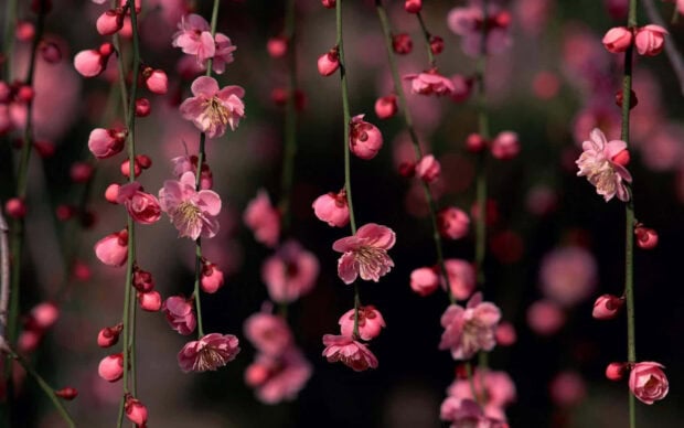 Delicate pink blossoms and buds dangle from thin branches, emerging from dormancy against a soft, dark background
